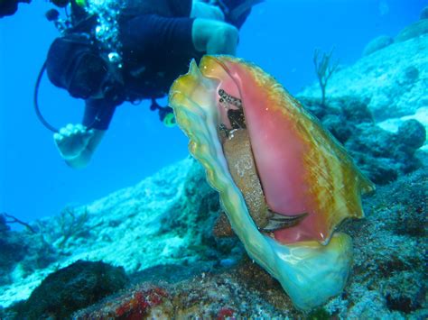 What is Conch & How to Cook it – Key Largo Fisheries.
